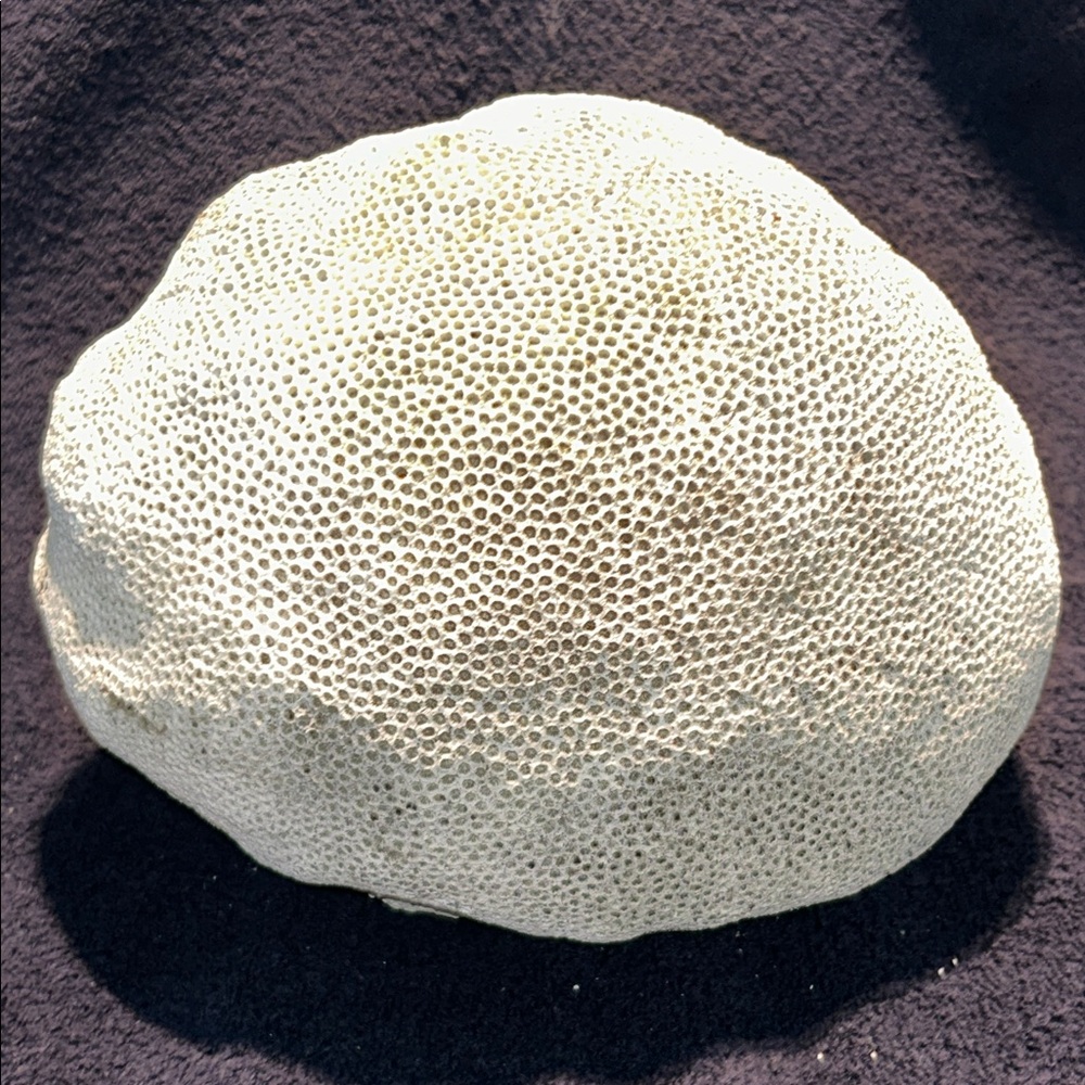 Coral, Natural Brain Coral Fossil. Large Approx 9” x 8” x 6.5”h. 12.5lbs
